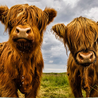 Two highland cows 1000 Jigsaw Puzzle 3D Modell