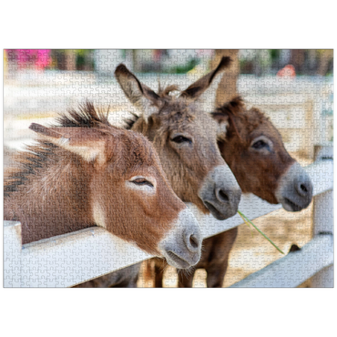 puzzleplate Three horses or donkeys on the farm. head of coupe brown horse or donkey in the stable. horse or donkey lover and third party. triangle concept for pets. love the concept of a third party. a sad concept. 1000 Jigsaw Puzzle