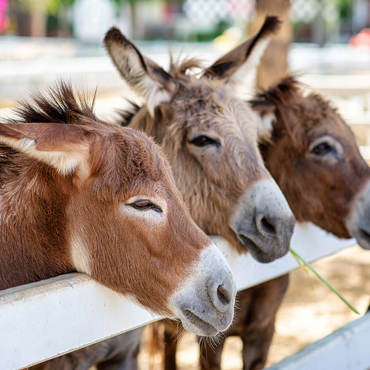 Three horses or donkeys on the farm. head of coupe brown horse or donkey in the stable. horse or donkey lover and third party. triangle concept for pets. love the concept of a third party. a sad concept. 1000 Jigsaw Puzzle 3D Modell