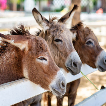 Three horses or donkeys on the farm. head of coupe brown horse or donkey in the stable. horse or donkey lover and third party. triangle concept for pets. love the concept of a third party. a sad concept. 100 Jigsaw Puzzle 3D Modell