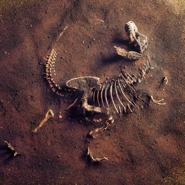 Dinosaurir fossil (Tyrannosaurus Rex) from archaeologists 100 Jigsaw Puzzle 3D Modell