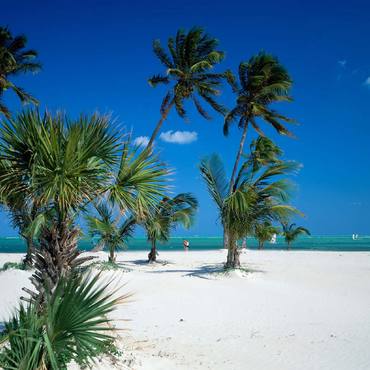 Beach at Key Biscayne, Miami, Florida, USA 100 Jigsaw Puzzle 3D Modell