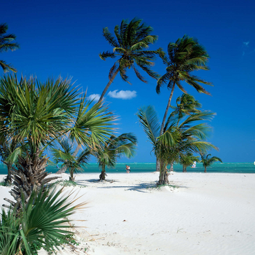 Beach at Key Biscayne, Miami, Florida, USA 500 Jigsaw Puzzle 3D Modell