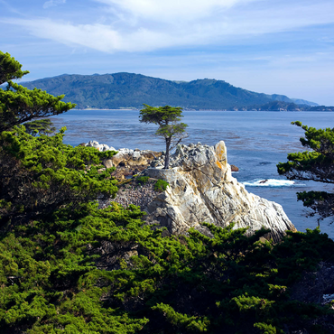 Monterey cypress (Lone Cypress) on the Pacific coast near 500 Jigsaw Puzzle 3D Modell