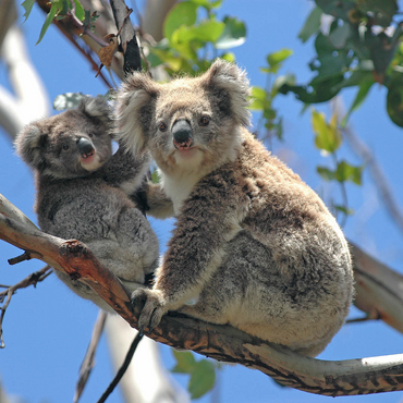 Endangered Species - Koalas 1000 Jigsaw Puzzle 3D Modell