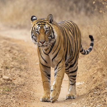 Endangered Species - Bengal Tiger 100 Jigsaw Puzzle 3D Modell