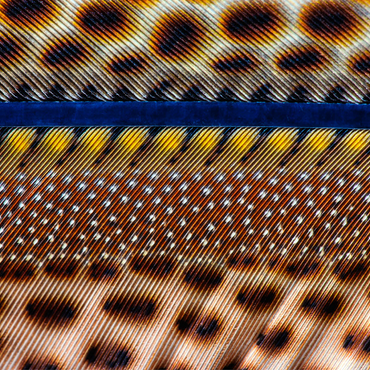 Great Argus 1000 Jigsaw Puzzle 3D Modell