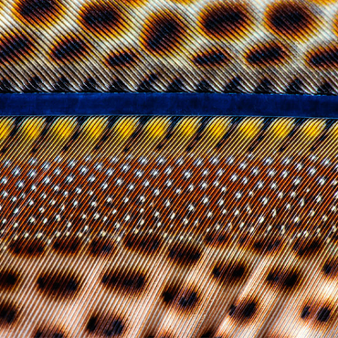 Great Argus 100 Jigsaw Puzzle 3D Modell