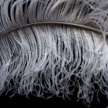 Ostrich 1000 Jigsaw Puzzle 3D Modell