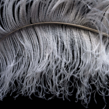 Ostrich 100 Jigsaw Puzzle 3D Modell