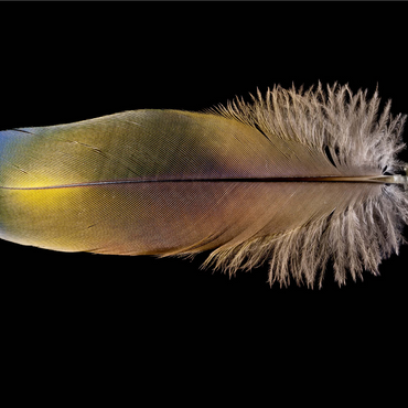 Scarlet Macaw 1000 Jigsaw Puzzle 3D Modell