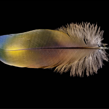 Scarlet Macaw 100 Jigsaw Puzzle 3D Modell