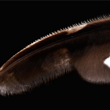 Spotted Eagle Owl 1000 Jigsaw Puzzle 3D Modell