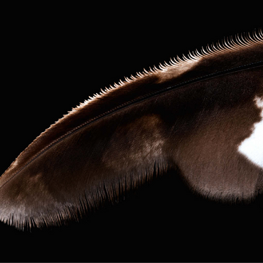 Spotted Eagle Owl 100 Jigsaw Puzzle 3D Modell