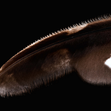 Spotted Eagle Owl 500 Jigsaw Puzzle 3D Modell