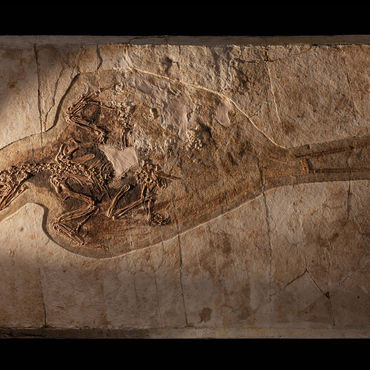 Confuciusorinis 500 Jigsaw Puzzle 3D Modell