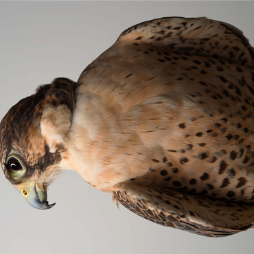 Saker Falcon 1000 Jigsaw Puzzle 3D Modell