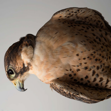 Saker Falcon 100 Jigsaw Puzzle 3D Modell