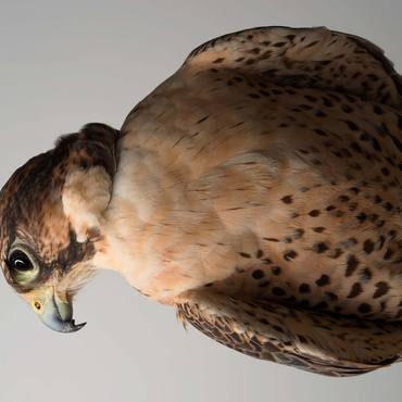 Saker Falcon 500 Jigsaw Puzzle 3D Modell