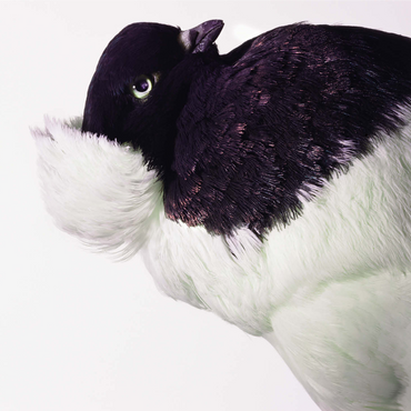 Well Pigeon 1000 Jigsaw Puzzle 3D Modell