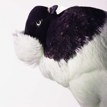 Well Pigeon 100 Jigsaw Puzzle 3D Modell