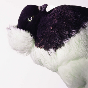 Well Pigeon 500 Jigsaw Puzzle 3D Modell