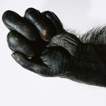 Chimpanzee hand 100 Jigsaw Puzzle 3D Modell