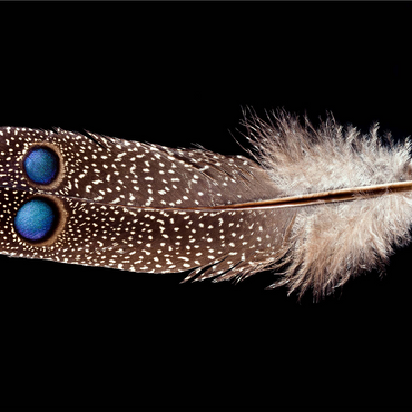 Grey Peacock-Pheasant, further away 1000 Jigsaw Puzzle 3D Modell