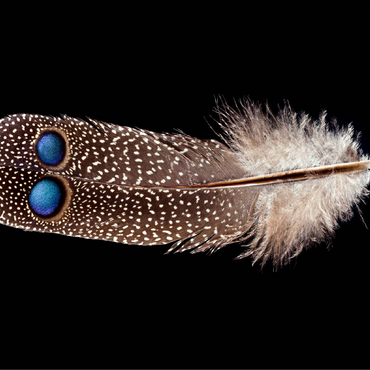 Grey Peacock-Pheasant, further away 100 Jigsaw Puzzle 3D Modell