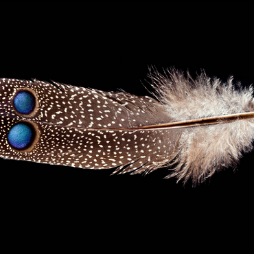 Grey Peacock-Pheasant, further away 500 Jigsaw Puzzle 3D Modell