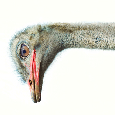 Ostrich Head 1000 Jigsaw Puzzle 3D Modell