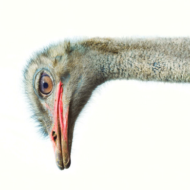 Ostrich Head 100 Jigsaw Puzzle 3D Modell