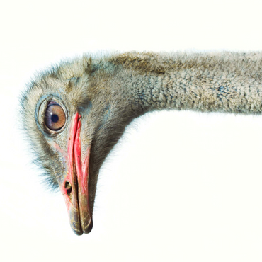 Ostrich Head 500 Jigsaw Puzzle 3D Modell