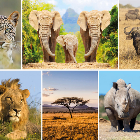 Africa Safari - Lion, Elephant, Leopard, Rhino, Buffalo 1000 Jigsaw Puzzle 3D Modell