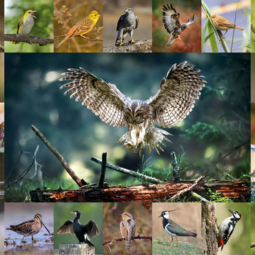 Birds of the Year - Collage No.5 - Main Motif: Tawny Owl 1000 Jigsaw Puzzle 3D Modell