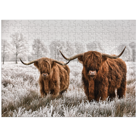 puzzleplate Hairy Scottish Highland cattle in a winter landscape 300 Jigsaw Puzzle