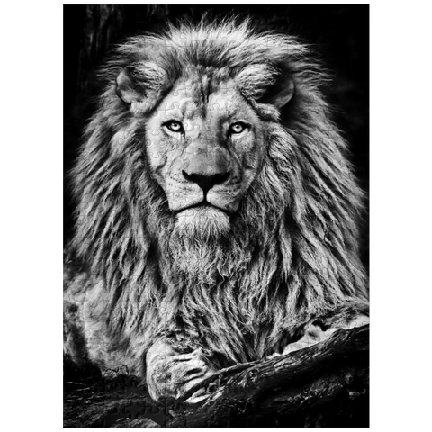 puzzleplate Black and white image of majestic lion 300 Jigsaw Puzzle