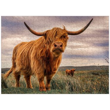 puzzleplate Strict pair of Highland cows caught on the north coast of Scotland 300 Jigsaw Puzzle