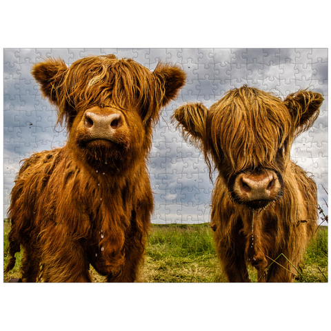 puzzleplate Two Highland Cows 300 Jigsaw Puzzle