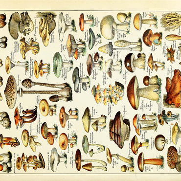 Champignons - Mushrooms For All, Vintage Art Poster, Adolphe Millot 1000 Jigsaw Puzzle 3D Modell