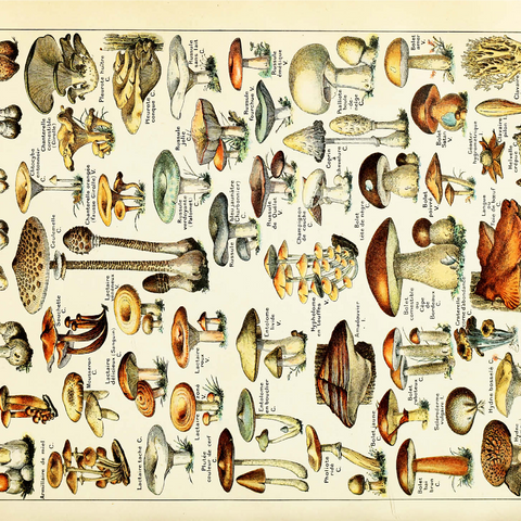 Champignons - Mushrooms For All, Vintage Art Poster, Adolphe Millot 1000 Jigsaw Puzzle 3D Modell