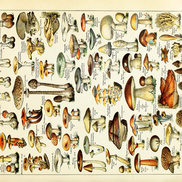 Champignons - Mushrooms For All, Vintage Art Poster, Adolphe Millot 100 Jigsaw Puzzle 3D Modell