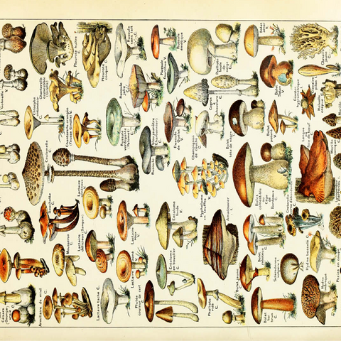 Champignons - Mushrooms For All, Vintage Art Poster, Adolphe Millot 100 Jigsaw Puzzle 3D Modell