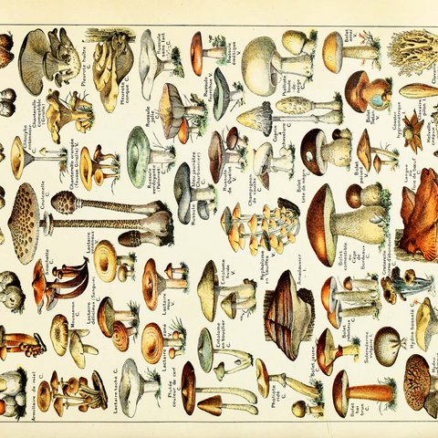 Champignons - Mushrooms For All, Vintage Art Poster, Adolphe Millot 500 Jigsaw Puzzle 3D Modell