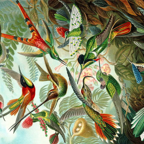 Hummingbirds and Trochilidae (Hummingbirds), Vintage Art Poster, Ernst Haeckel 500 Jigsaw Puzzle 3D Modell