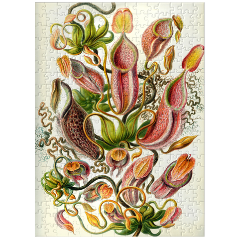 puzzleplate Nepenthaceae - Pitcher Plant, Vintage Art Poster, Ernst Haeckel 300 Jigsaw Puzzle