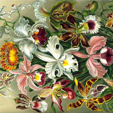 Orchid - Nature Art Forms, Vintage Art Poster, Ernst Haeckel 1000 Jigsaw Puzzle 3D Modell