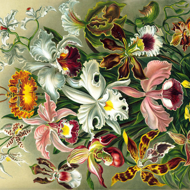 Orchid - Nature Art Forms, Vintage Art Poster, Ernst Haeckel 100 Jigsaw Puzzle 3D Modell