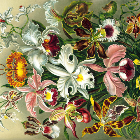 Orchid - Nature Art Forms, Vintage Art Poster, Ernst Haeckel 100 Jigsaw Puzzle 3D Modell