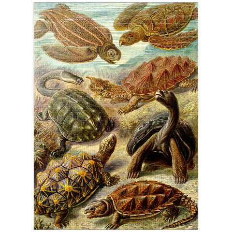 puzzleplate Turtle (Chelonia) - Art Forms in Nature, Vintage Art Poster, Ernst Haeckel 1000 Jigsaw Puzzle